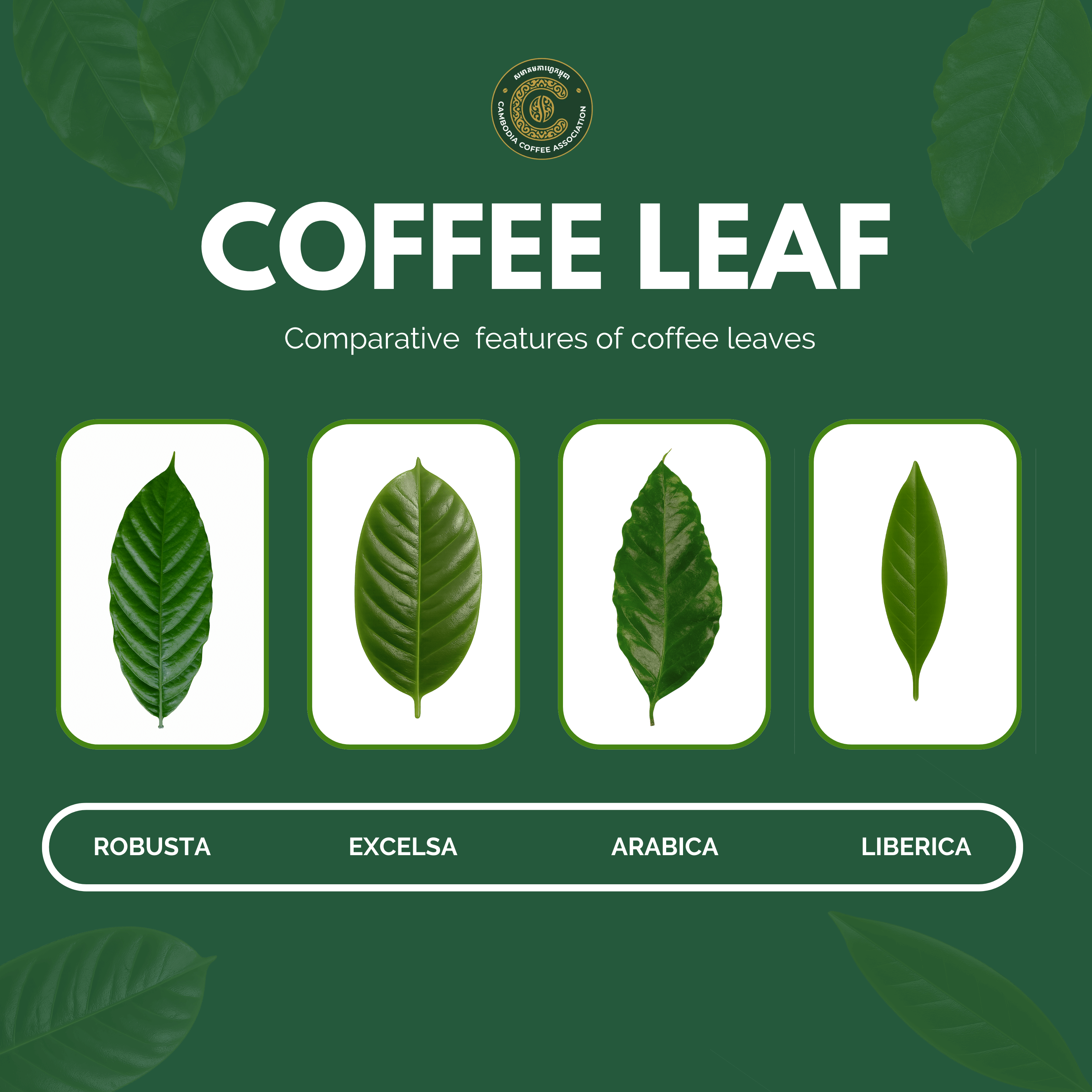 Comparative Features of Coffee Leaves